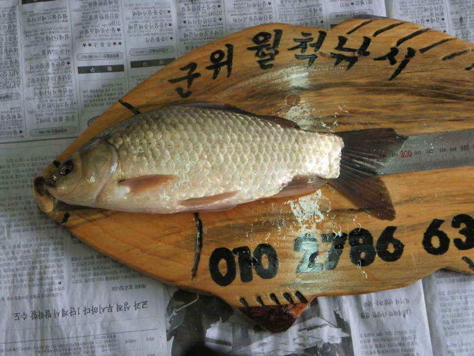 주중 조황및 무명소류지사진 (조황조행기 - 낚시점조황)
