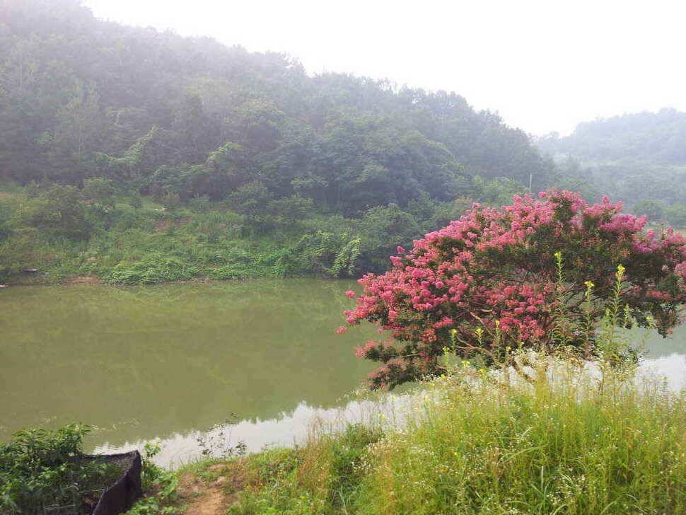 청도권 대박 호 조황 계속 이어집니다9치이상 100여수 (조황조행기 - 낚시점조황)