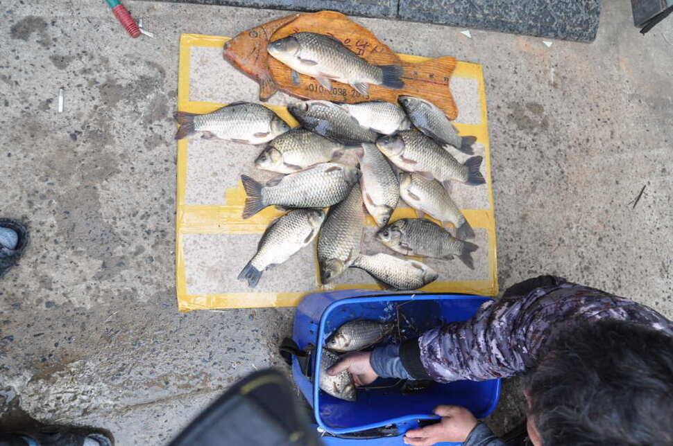 창녕권 조황 (조황조행기 - 낚시점조황)