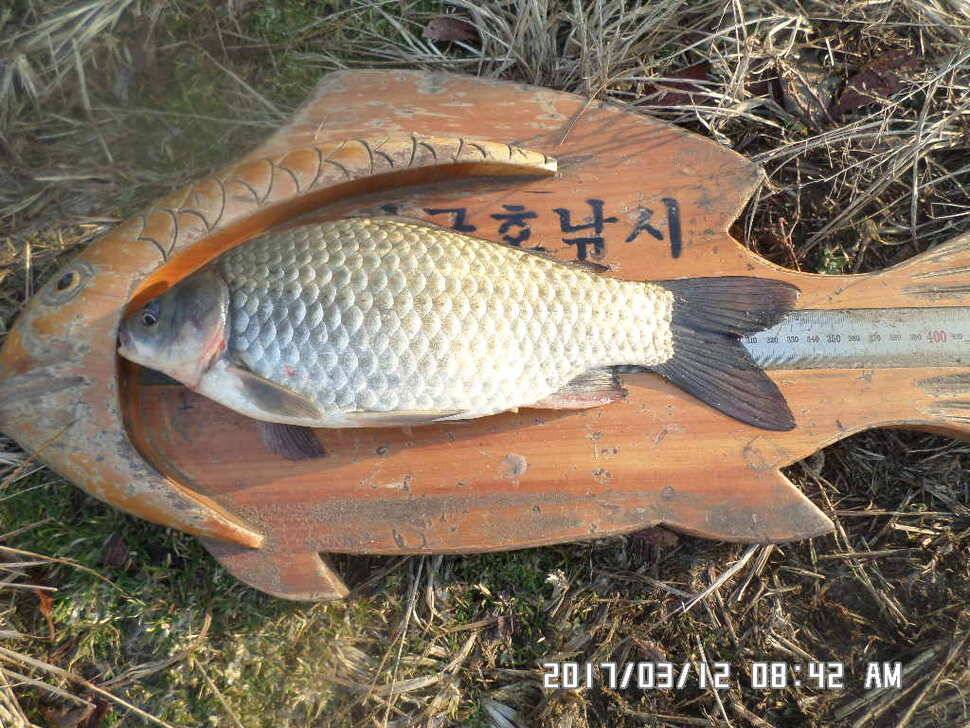 충주 탄금호 낚시조황 (조황조행기 - 낚시점조황)