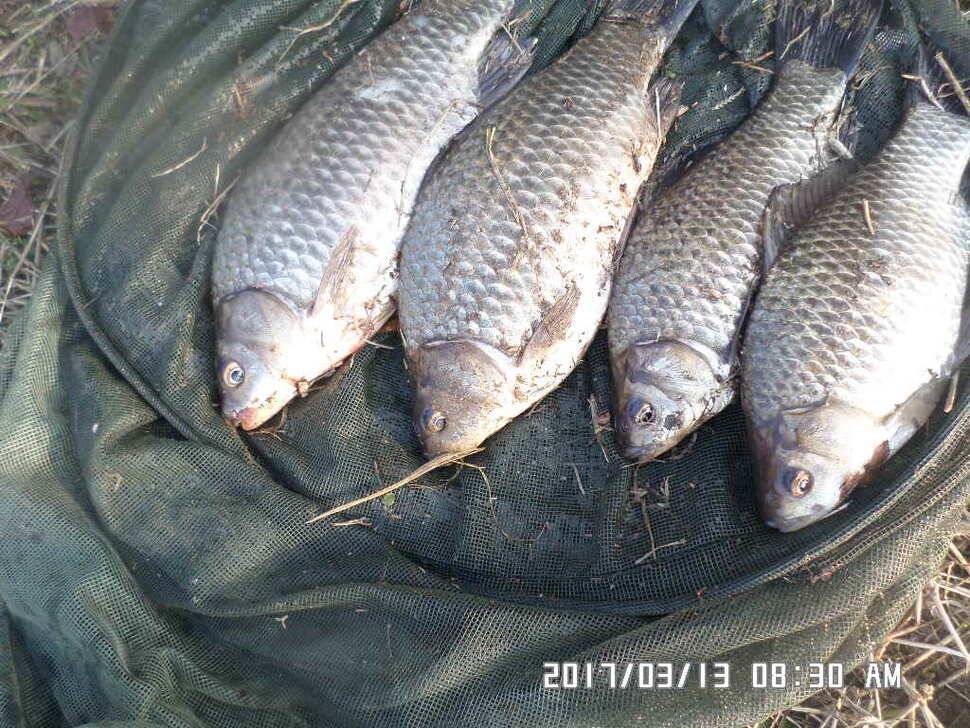 충주 탄금호 낚시조황 (조황조행기 - 낚시점조황)