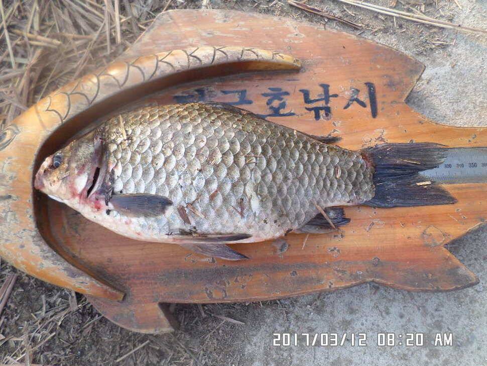 충주 탄금호 낚시조황 (조황조행기 - 낚시점조황)