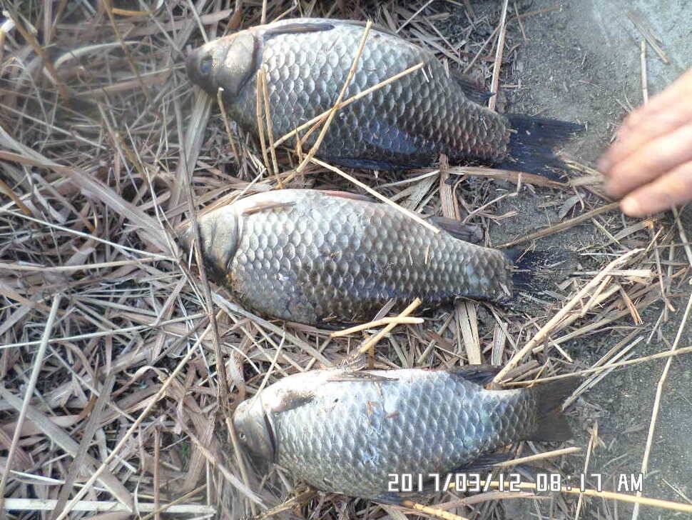 충주 탄금호 낚시조황 (조황조행기 - 낚시점조황)