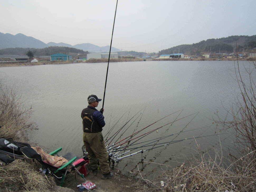 영천권 마릿수 조황 (조황조행기 - 낚시점조황)