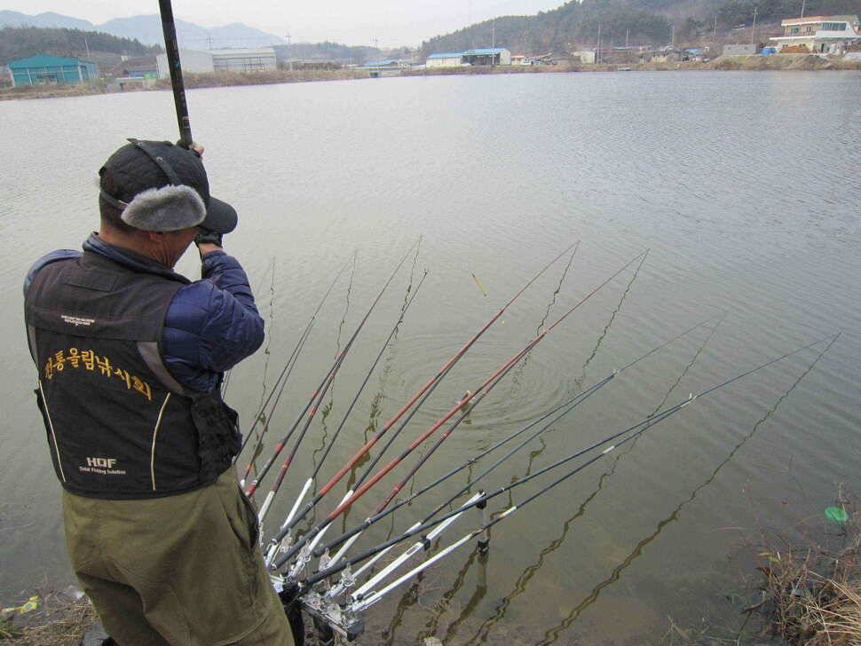 영천권 마릿수 조황 (조황조행기 - 낚시점조황)