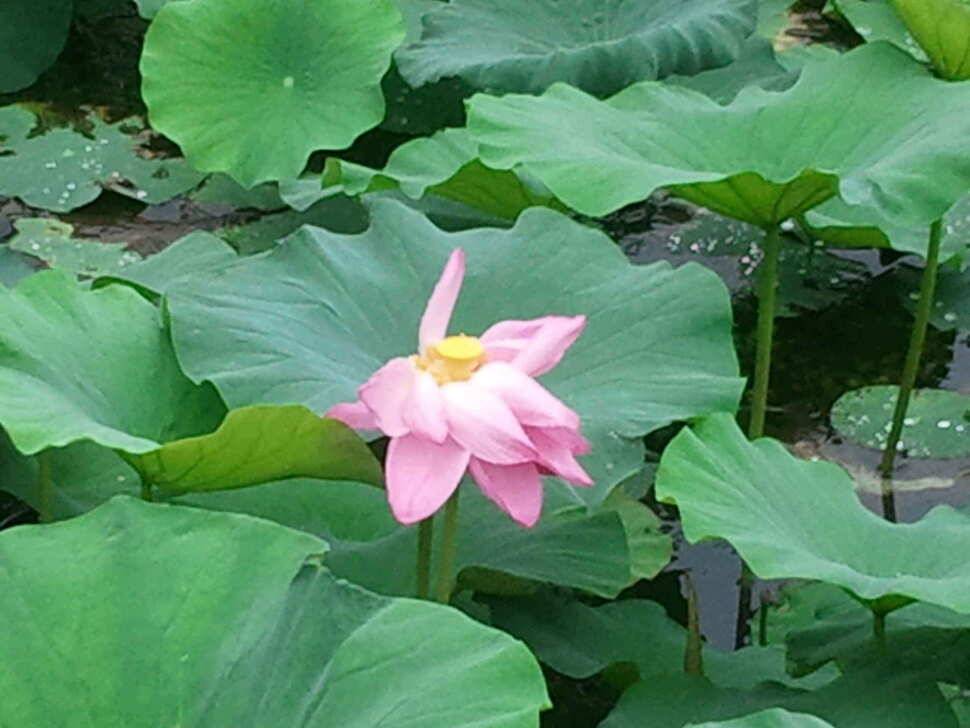 지금 출발 하십시요 (조황조행기 - 낚시점조황)