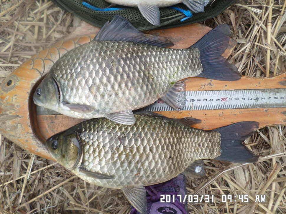 입석에4짜와2cm모자라난 아쉬운4짜 (조황조행기 - 낚시점조황)