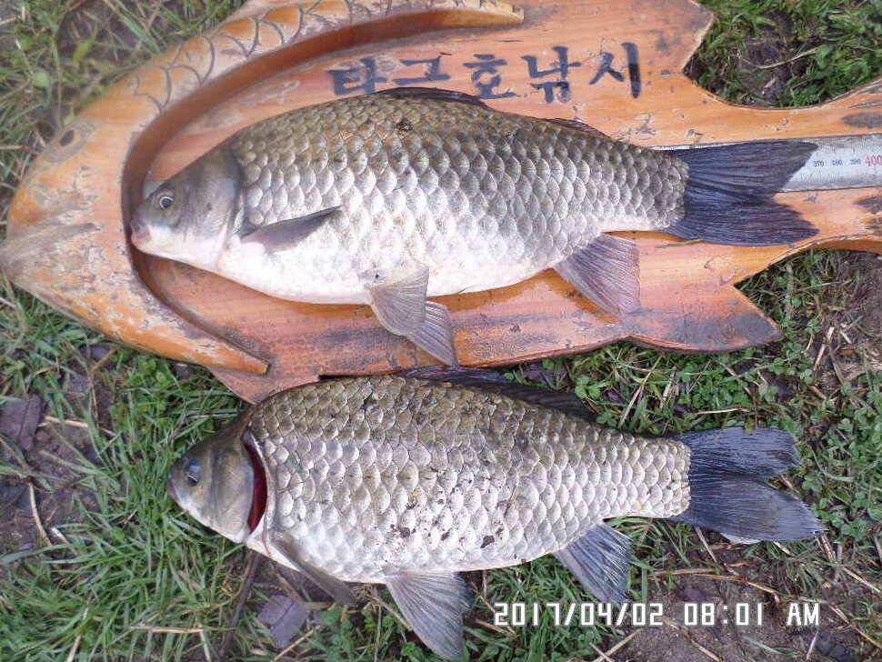 입석에4짜와2cm모자라난 아쉬운4짜 (조황조행기 - 낚시점조황)