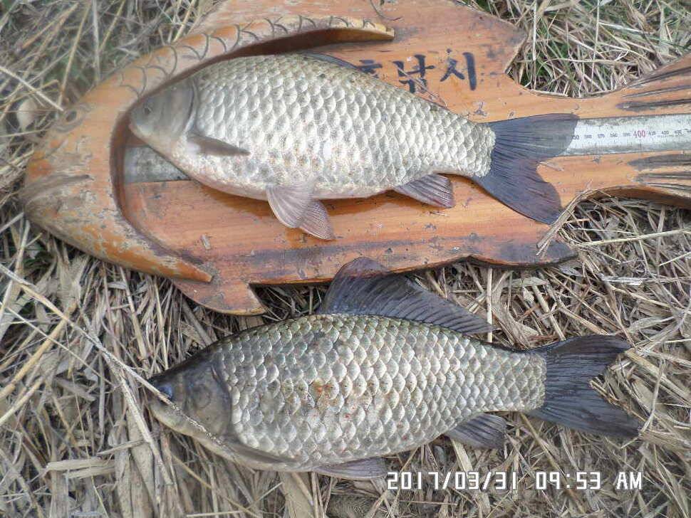 입석에4짜와2cm모자라난 아쉬운4짜 (조황조행기 - 낚시점조황)