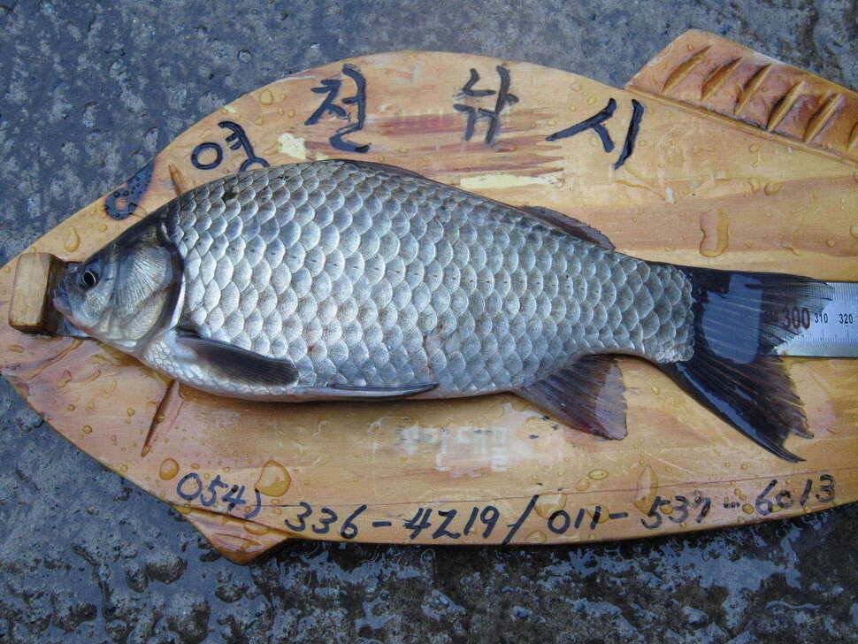 영천권 조황이 조금씩 살아나고 있습니다 (조황조행기 - 낚시점조황)
