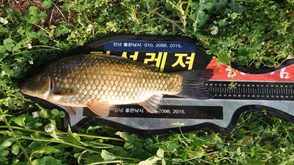 창녕권 주말 4짜 마릿수 (조황조행기 - 낚시점조황)