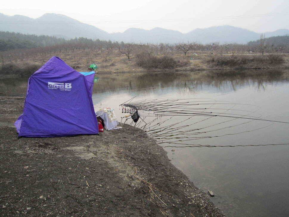 영천권 조황이 조금씩 살아나고 있습니다 (조황조행기 - 낚시점조황)