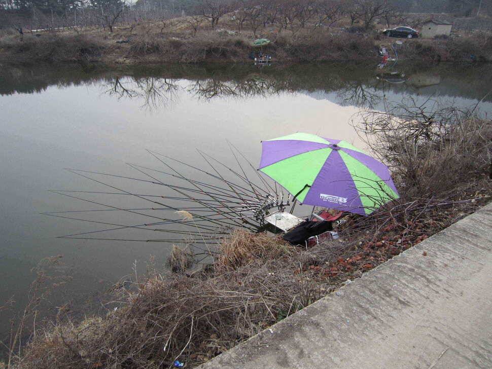영천권 조황이 조금씩 살아나고 있습니다 (조황조행기 - 낚시점조황)
