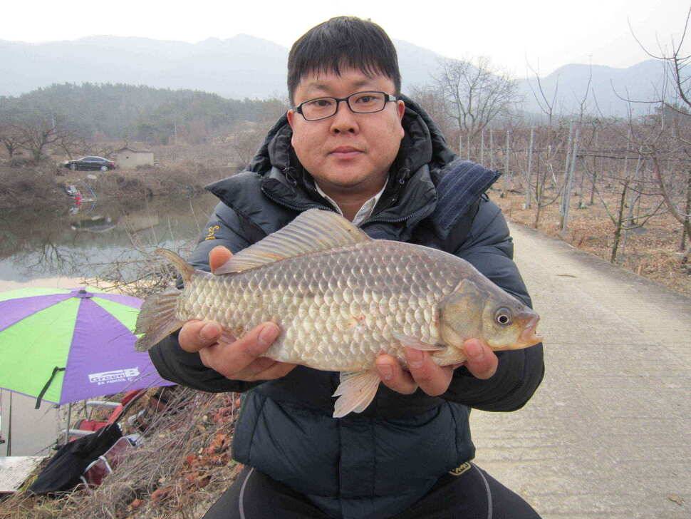 영천권 조황이 조금씩 살아나고 있습니다 (조황조행기 - 낚시점조황)