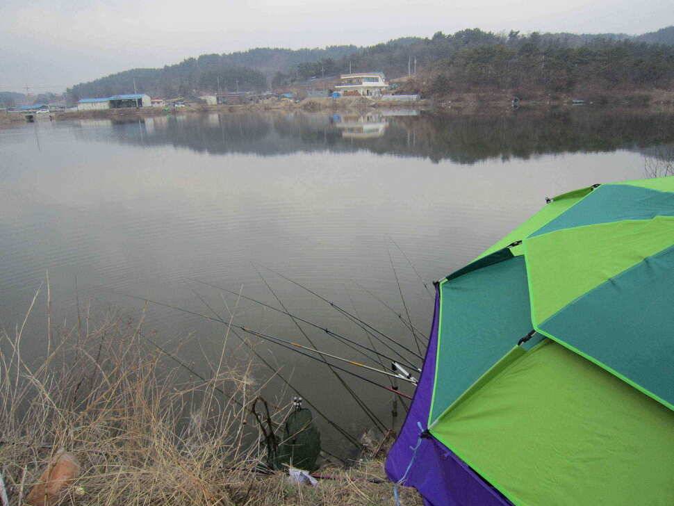 영천ic낚시 조황입니다 (조황조행기 - 낚시점조황)