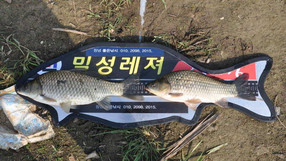 창녕권 주말 4짜 마릿수 (조황조행기 - 낚시점조황)