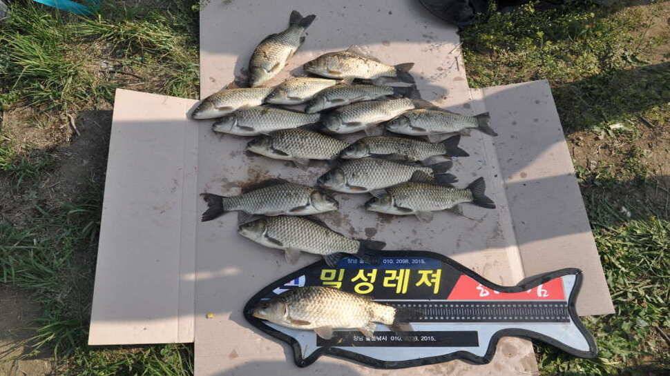 창녕권 주말 4짜 마릿수 (조황조행기 - 낚시점조황)