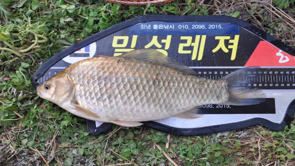 창녕권 주말 4짜 마릿수 (조황조행기 - 낚시점조황)