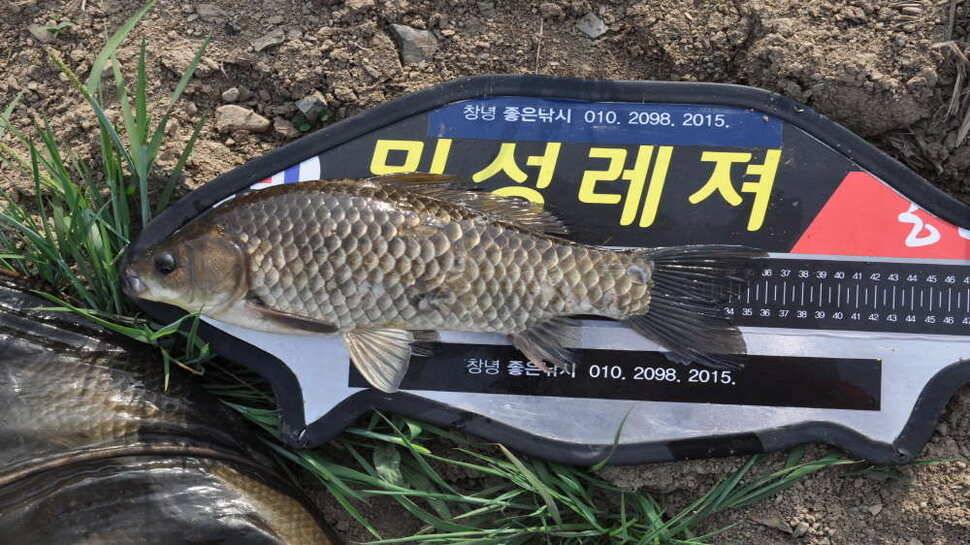 창녕권 주말 4짜 마릿수 (조황조행기 - 낚시점조황)