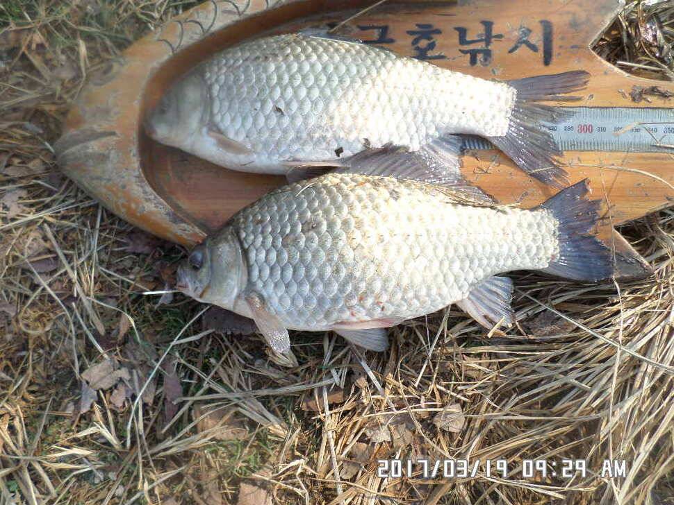 충주 탄금호 낚시조황 (조황조행기 - 낚시점조황)