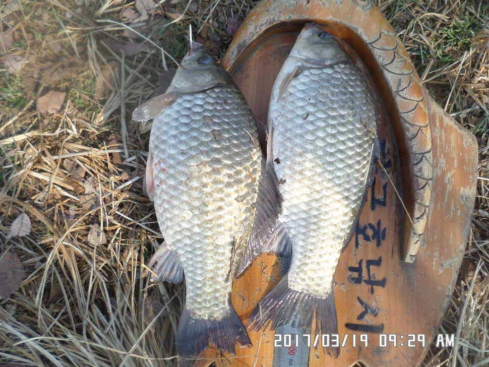 충주 탄금호 낚시조황 (조황조행기 - 낚시점조황)