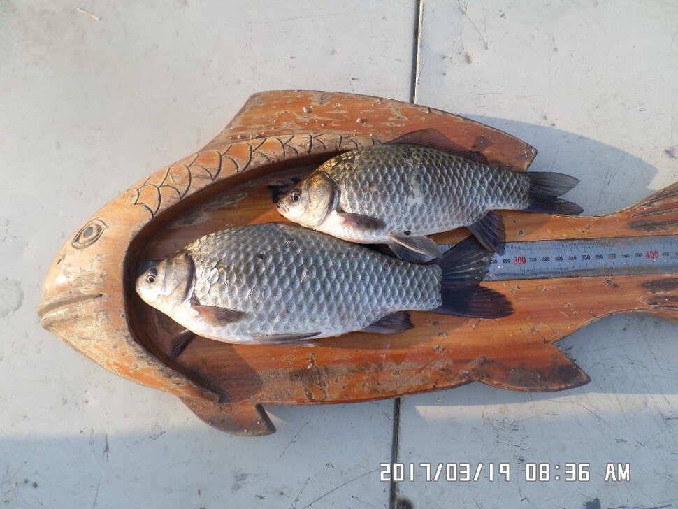 충주 탄금호 낚시조황 (조황조행기 - 낚시점조황)
