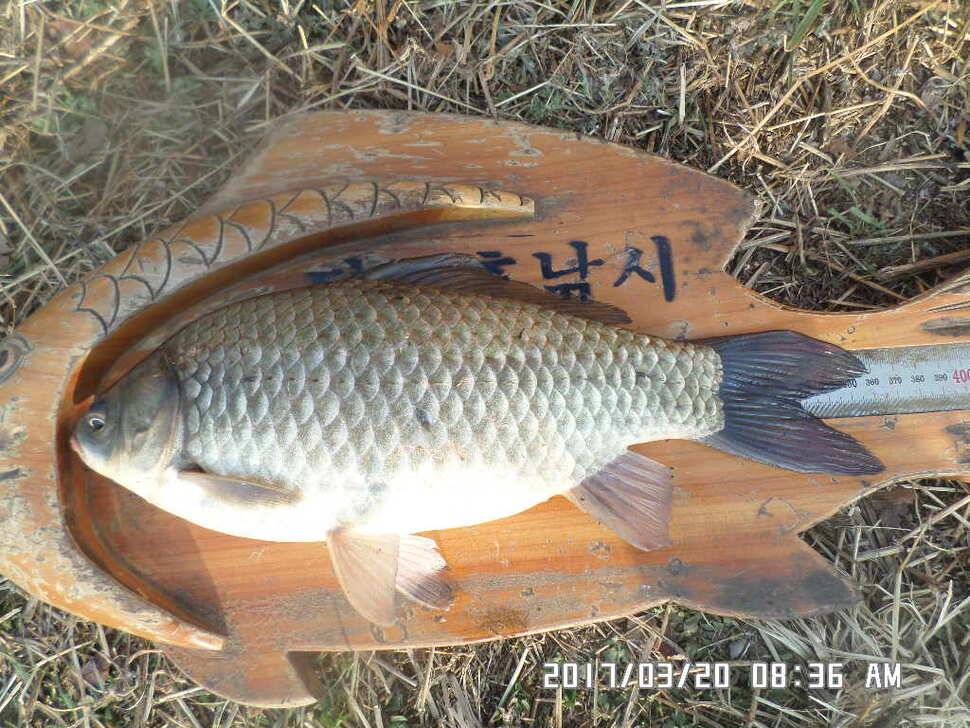 충주 탄금호 낚시조황 (조황조행기 - 낚시점조황)