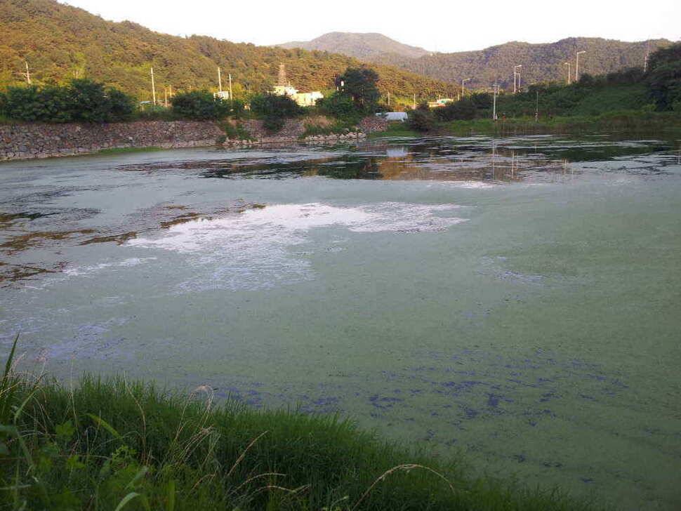 청도권조황입니다9치이상만 간추려 올려봅니다 (조황조행기 - 낚시점조황)
