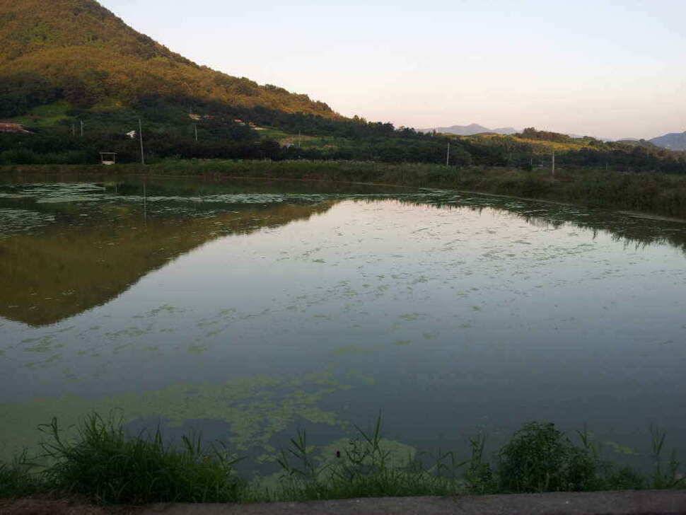 청도권조황입니다9치이상만 간추려 올려봅니다 (조황조행기 - 낚시점조황)