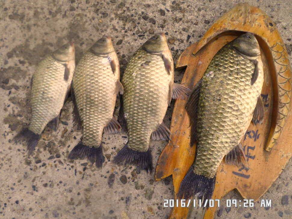 충주 탄금호 낚시조황 (조황조행기 - 낚시점조황)