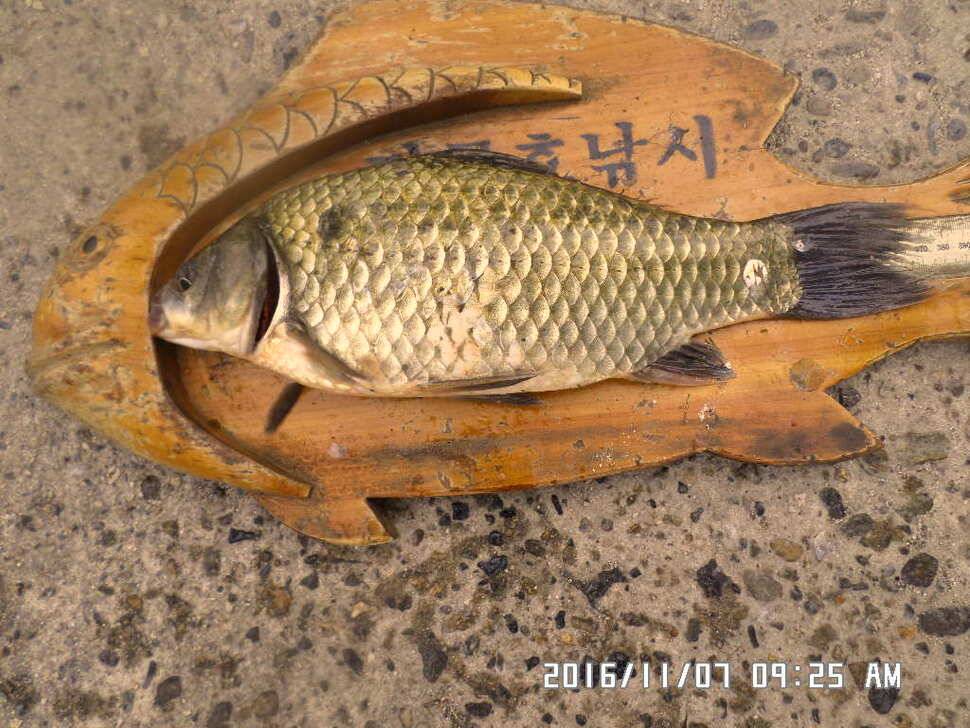 충주 탄금호 낚시조황 (조황조행기 - 낚시점조황)