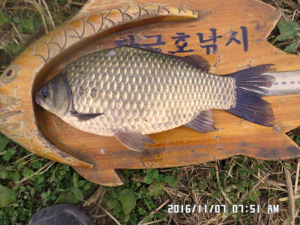 충주 탄금호 낚시조황 (조황조행기 - 낚시점조황)
