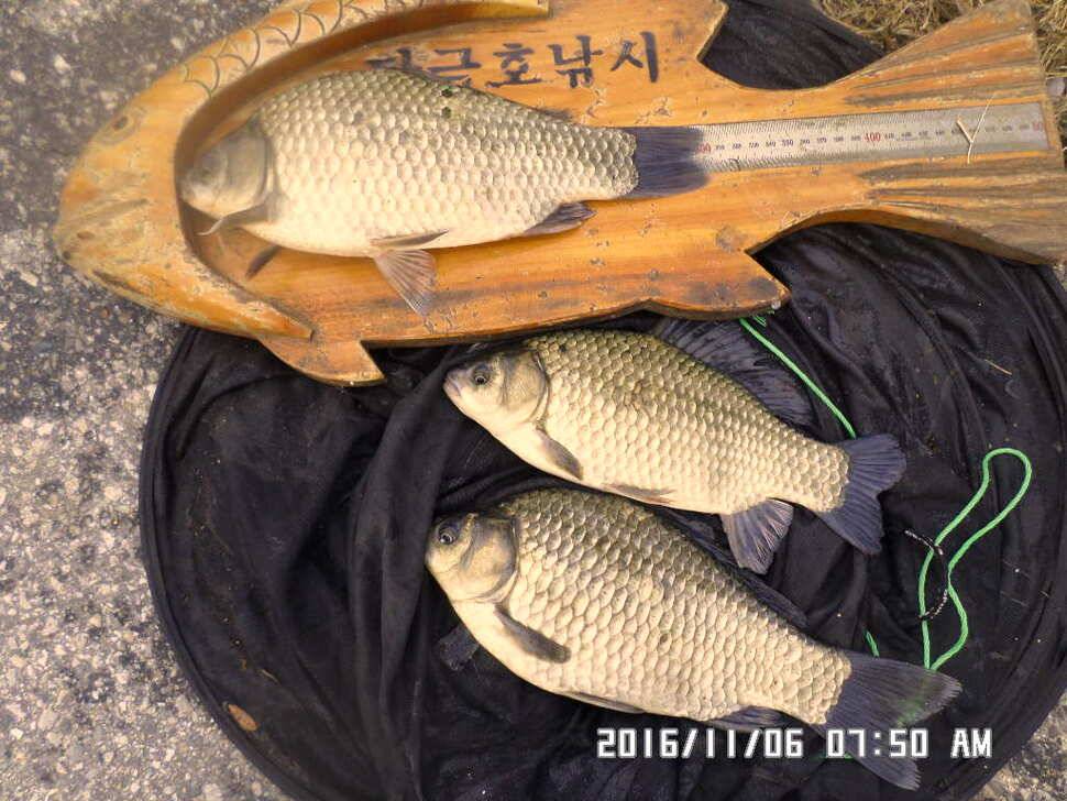 충주 탄금호 낚시조황 (조황조행기 - 낚시점조황)