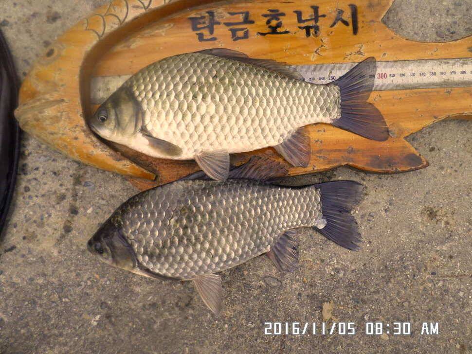 충주 탄금호 낚시조황 (조황조행기 - 낚시점조황)