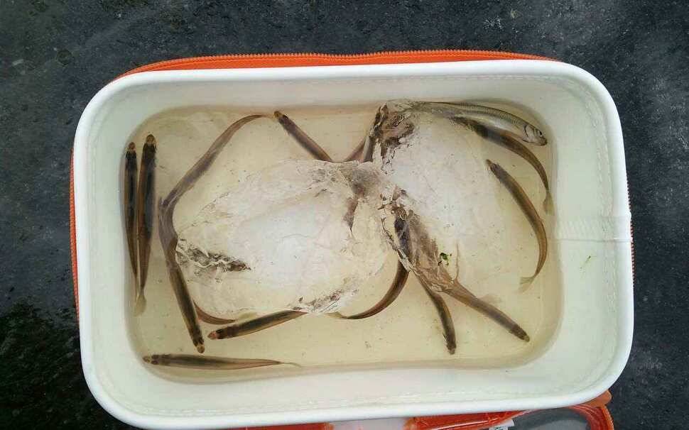 빙어낚시는군위어의지내의지로여행오셔요 (조황조행기 - 낚시점조황)