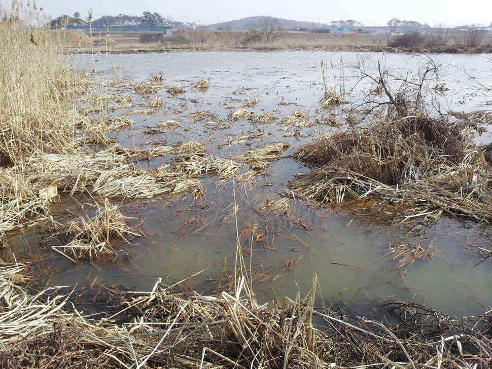 서태안권 스마트조황 출조시 참고하시기 바랍니다 (조황조행기 - 낚시점조황)