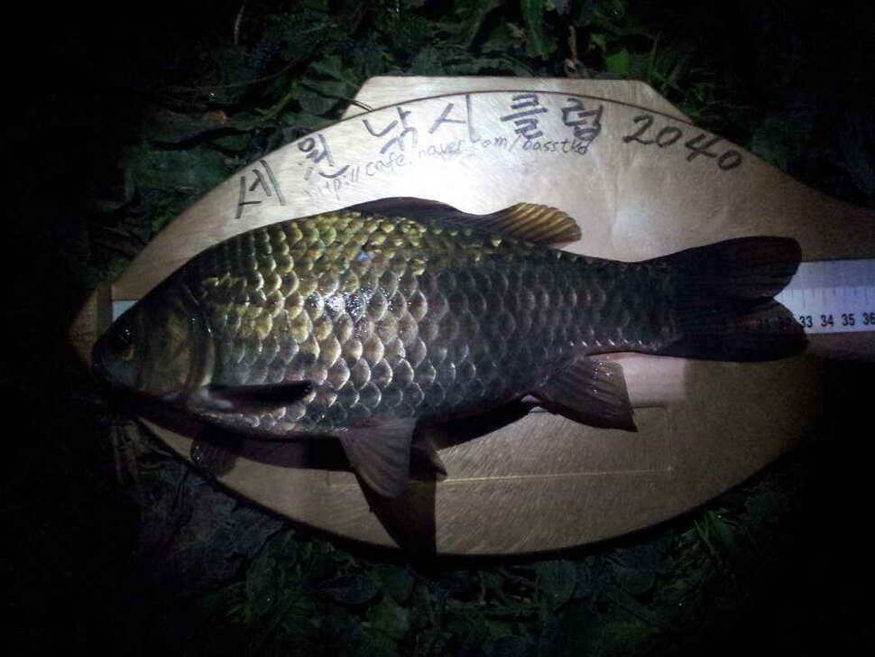 살아나는 수로권 대형급소식 (조황조행기 - 낚시점조황)