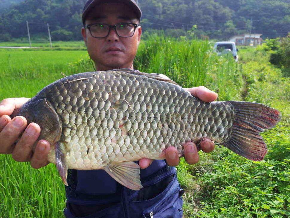 청도권 4자 및 9치이상200수이상의 호조황 (조황조행기 - 낚시점조황)