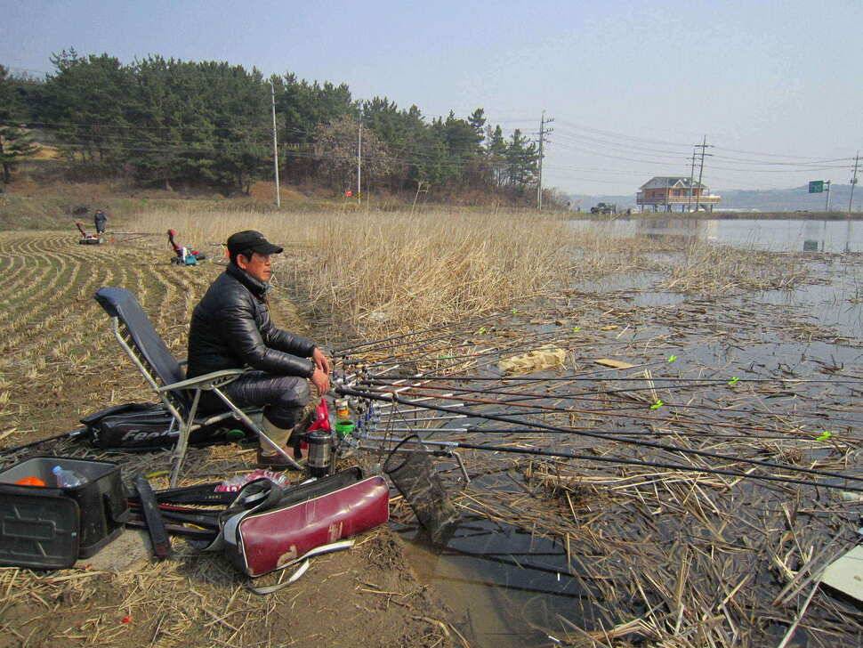 영천ic낚시 조황정보입니다 (조황조행기 - 낚시점조황)