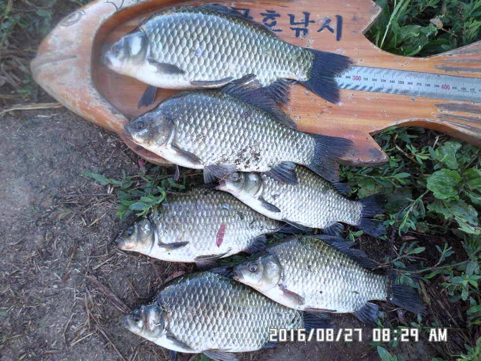 충주 탄금호 낚시조황 (조황조행기 - 낚시점조황)