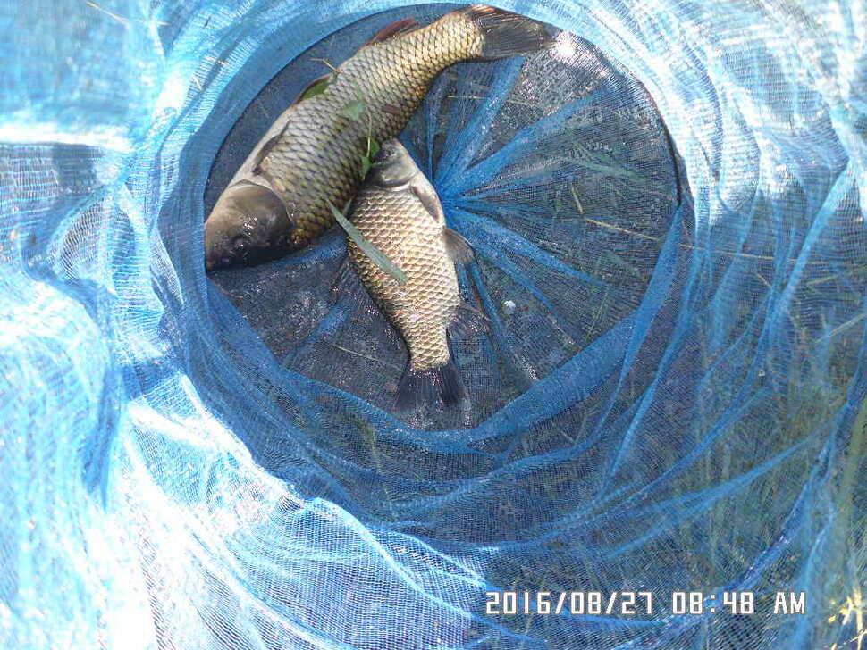충주 탄금호 낚시조황 (조황조행기 - 낚시점조황)