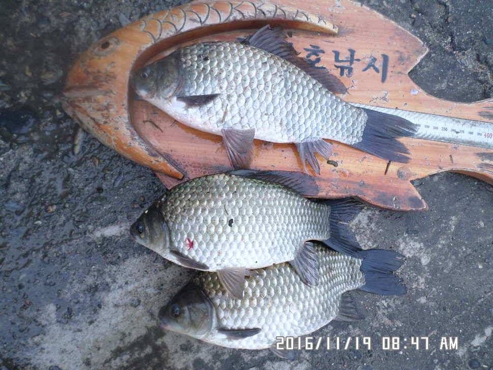 충주 탄금호 낚시조황 (조황조행기 - 낚시점조황)
