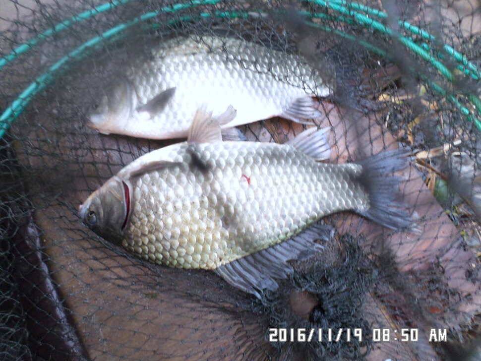 충주 탄금호 낚시조황 (조황조행기 - 낚시점조황)