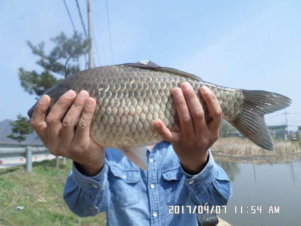입석에대물44cm 호조황 (조황조행기 - 낚시점조황)