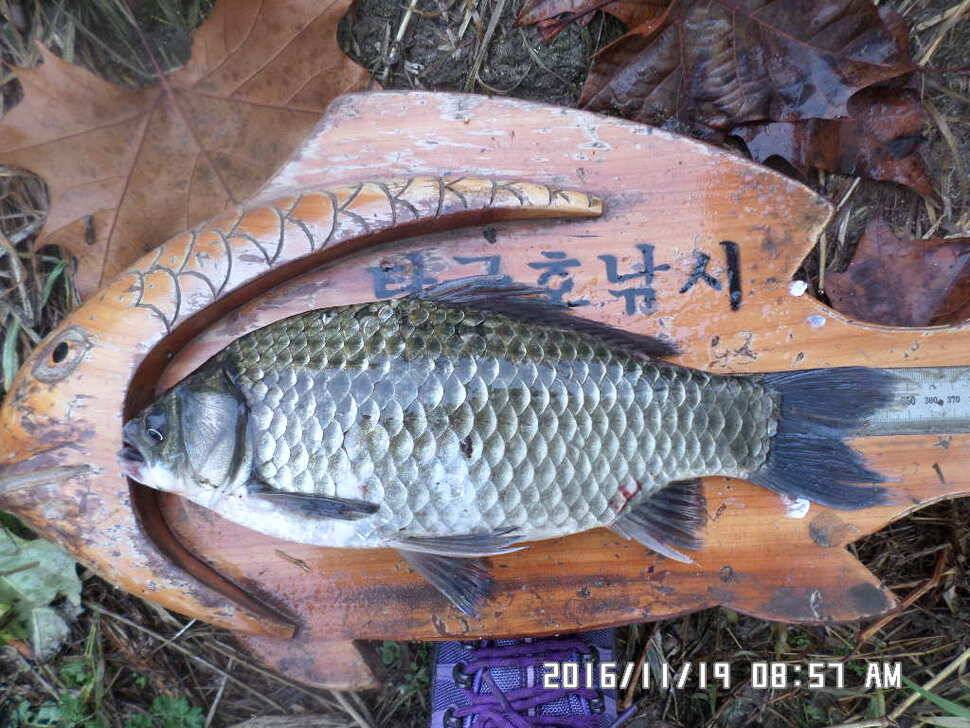 충주 탄금호 낚시조황 (조황조행기 - 낚시점조황)