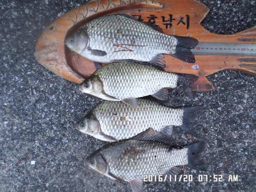 충주 탄금호 낚시조황 (조황조행기 - 낚시점조황)
