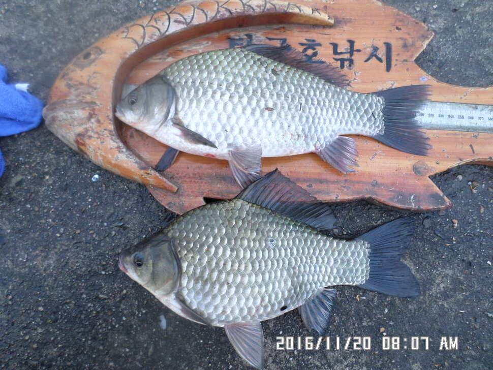 충주 탄금호 낚시조황 (조황조행기 - 낚시점조황)