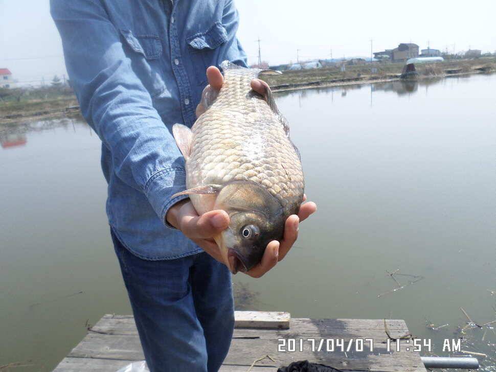 입석에대물44cm 호조황 (조황조행기 - 낚시점조황)