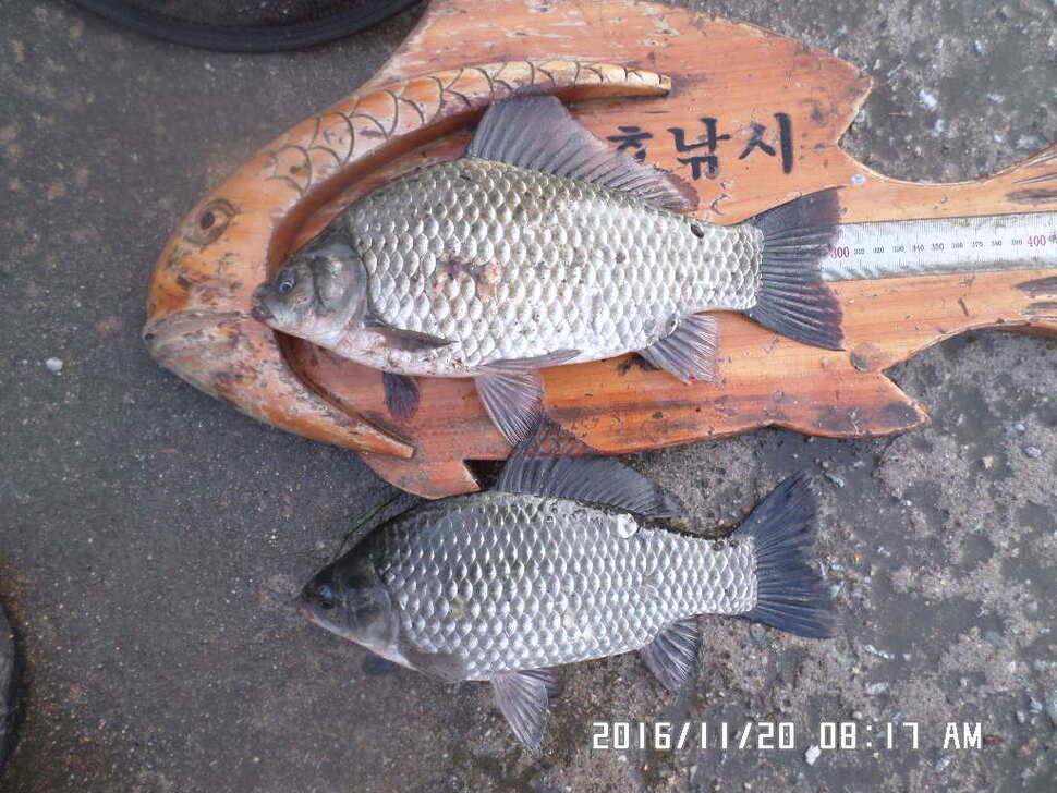 충주 탄금호 낚시조황 (조황조행기 - 낚시점조황)
