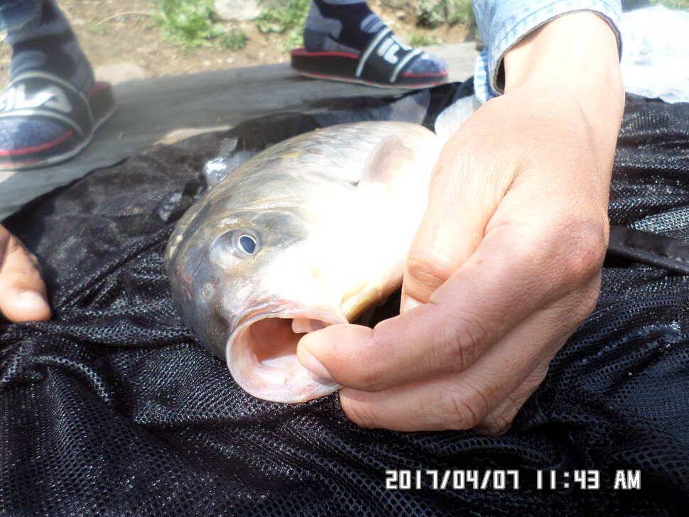 입석에대물44cm 호조황 (조황조행기 - 낚시점조황)